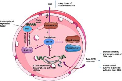 Progress in investigating the relationship between Schlafen5 genes and malignant tumors